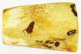 Fossil Cockroach Nymph and Lady Bug in Baltic Amber - Rare! #300715-1